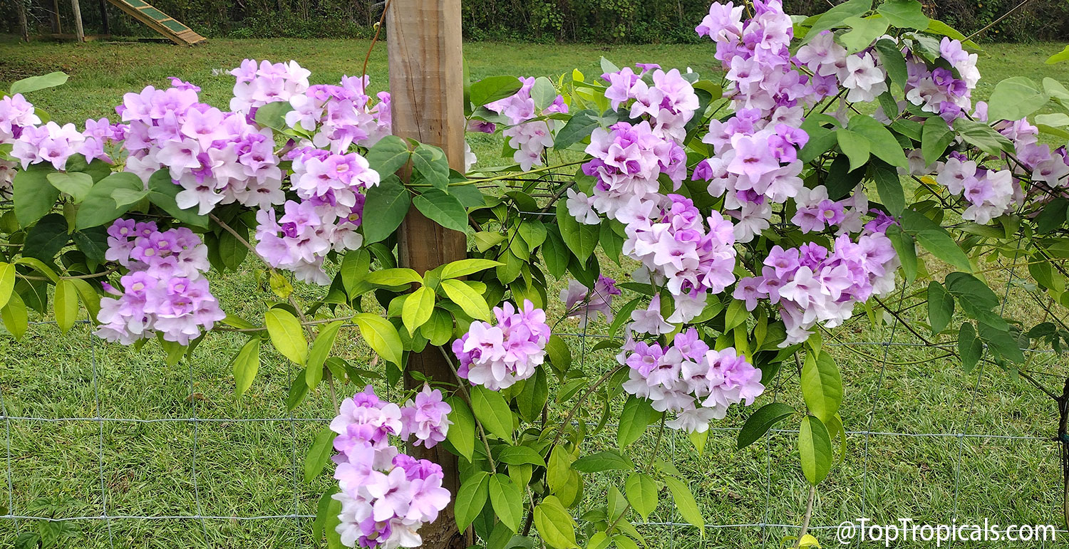 Garlic  vine  (Mansoa  alliacea)  growing  along  a  fence,  covered  with  large
    clusters  of  lavender-purple  trumpet-shaped  flowers  and  green  foliage.