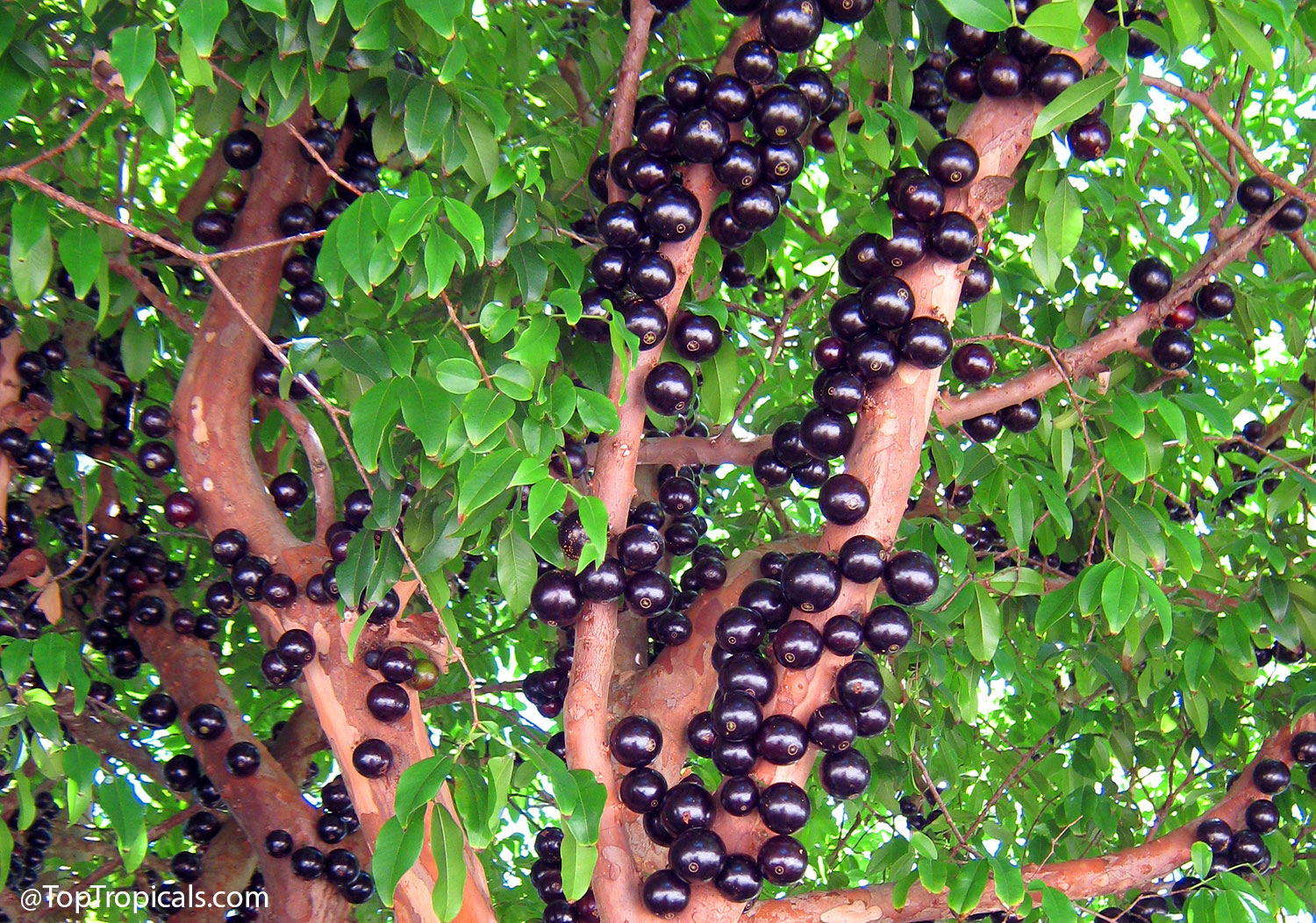 Myrciaria  cauliflora  (Jaboticaba)  tree  with  clusters  of  dark 
 purple-black  fruits  growing  directly  on  the 
 trunk.