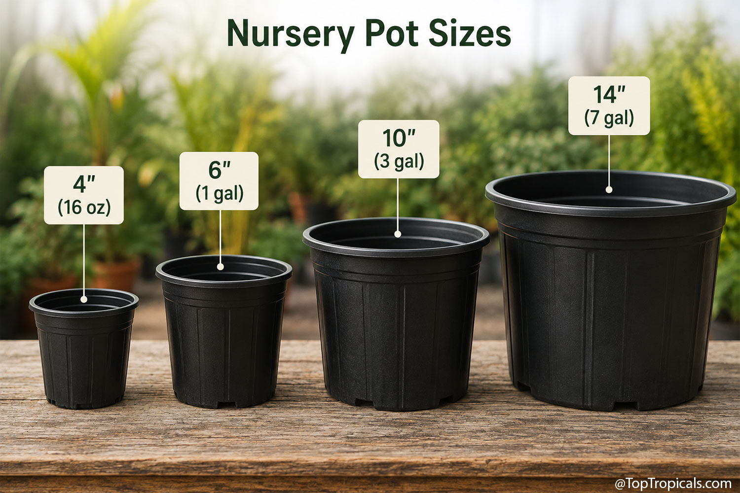 Comparison  of  four  common  black  nursery  pot  sizes  arranged  from 
 smallest  to  largest:  4-inch  (16  oz),  6-inch  (1  gallon),  10-inch  (3  gallon), 
 and  14-inch  (7  gallon),  illustrating  how  container  size  increases  with  plant
    growth.