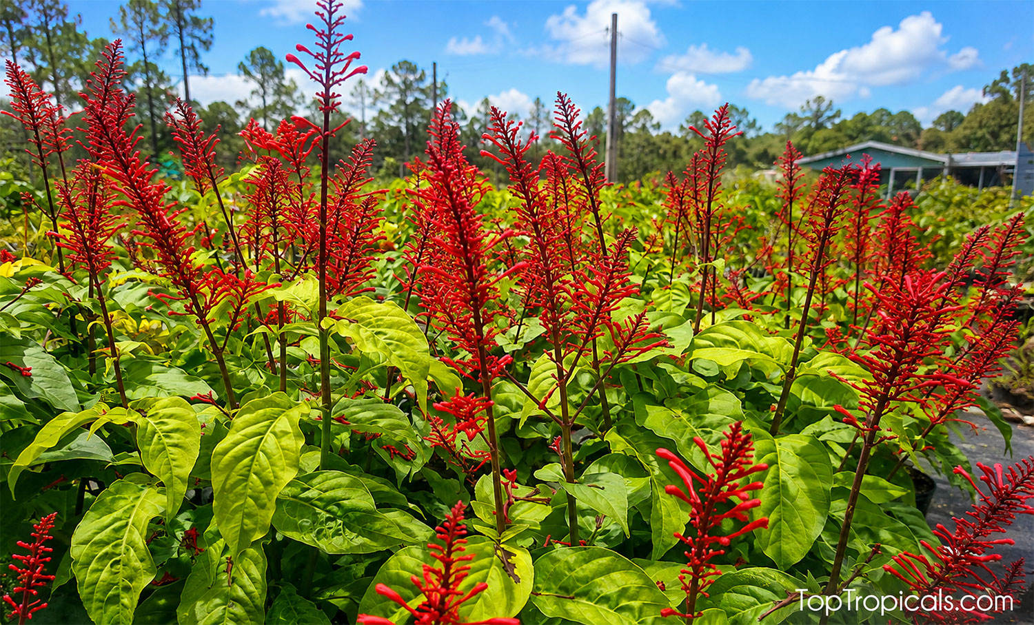 Odontonema,  Firespike,  in  full  bloom  with  masses  of  brilliant  red 
 flower  spikes  above  lush  green 
 foliage.