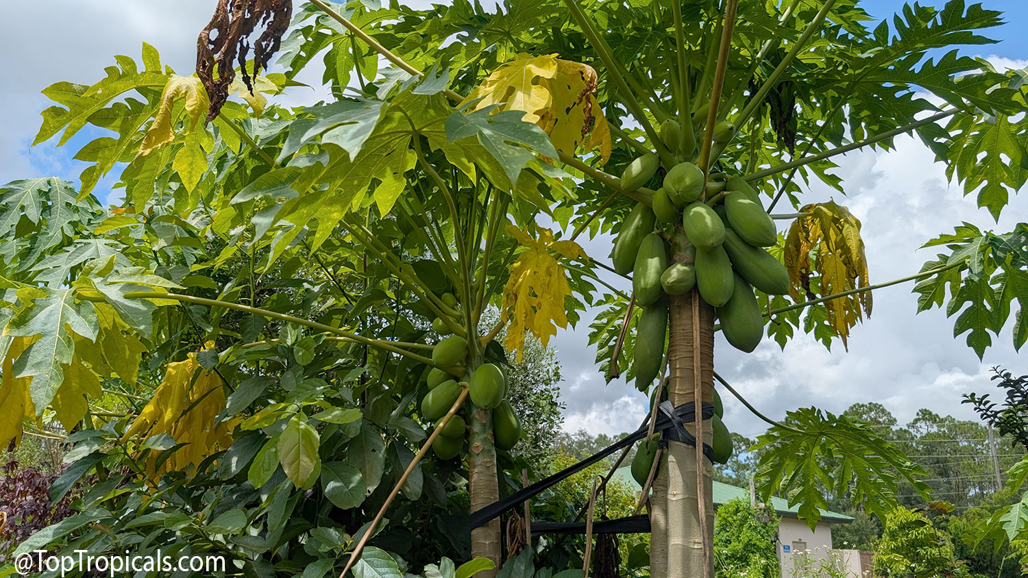 Young  papaya  trees  heavily  loaded  with  green  fruit,  secured  with 
 supports  in  a  Florida  tropical  garden  during  hurricane 
 season.