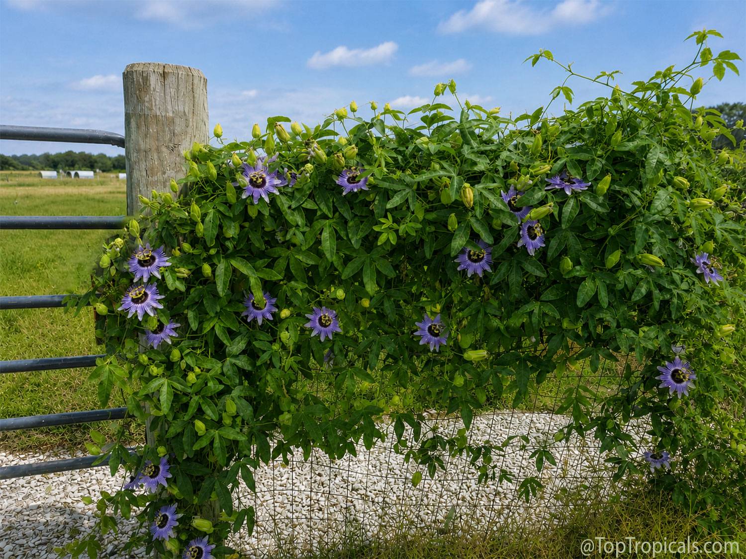 Passionflower  vine  growing  over  a  wire  fence,  covered  with  purple 
 flowers,  green  buds,  and  dense  foliage  in  a  garden  setting.