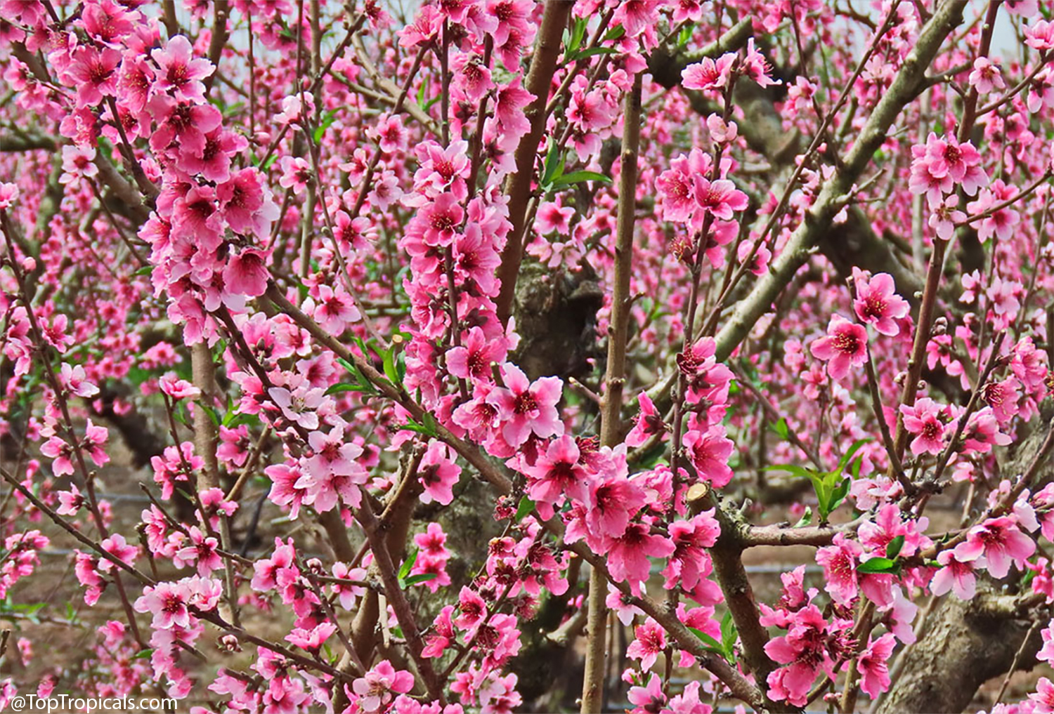 Branches  of  a  peach  tree  covered  in  masses  of  bright  pink  blossoms 
 during  spring  bloom.  The  flowers  densely  fill  the  tree,  creating  a  colorful 
 display  of  pink  petals  against  the  brown 
 branches.