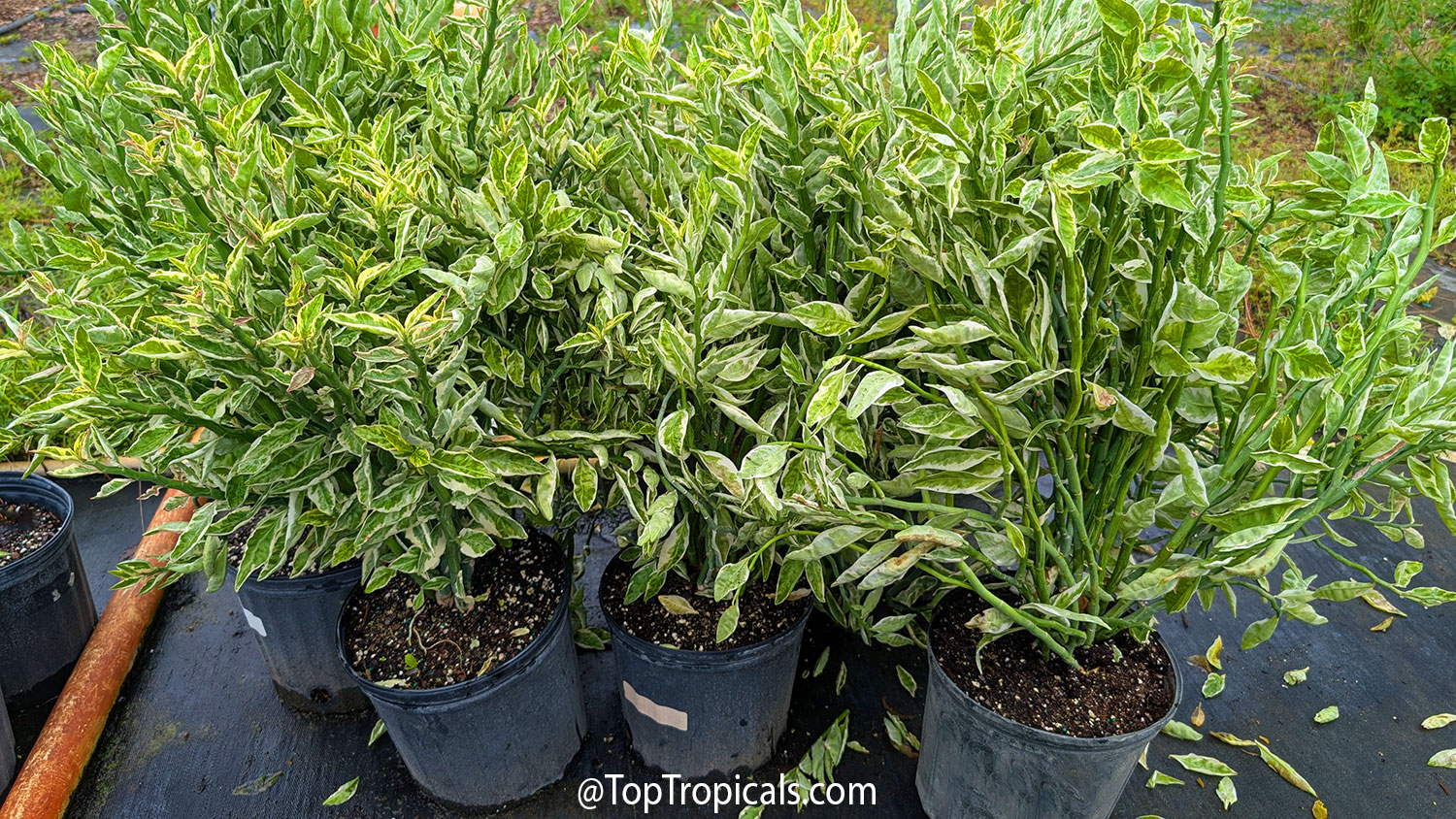Variegated  Devil's  Backbone  (Pedilanthus)  growing  vigorously  in 
 containers,  with  dense  green-and-cream  foliage  and  succulent  stems.