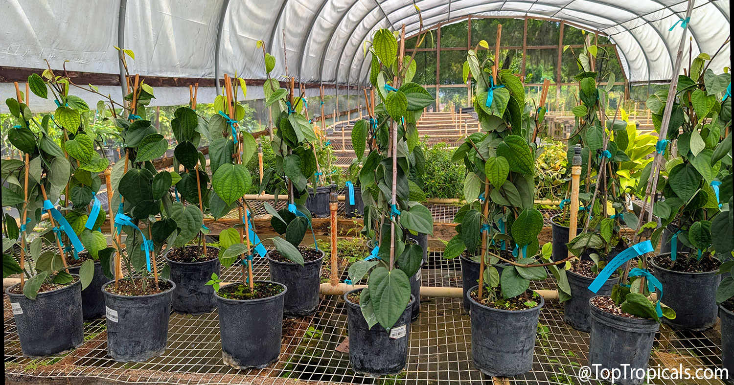 Potted  black  pepper  vines  (Piper  nigrum)  showing  iron  deficiency,  with 
 yellowing  leaves  and  contrasting  dark  green 
 veins.