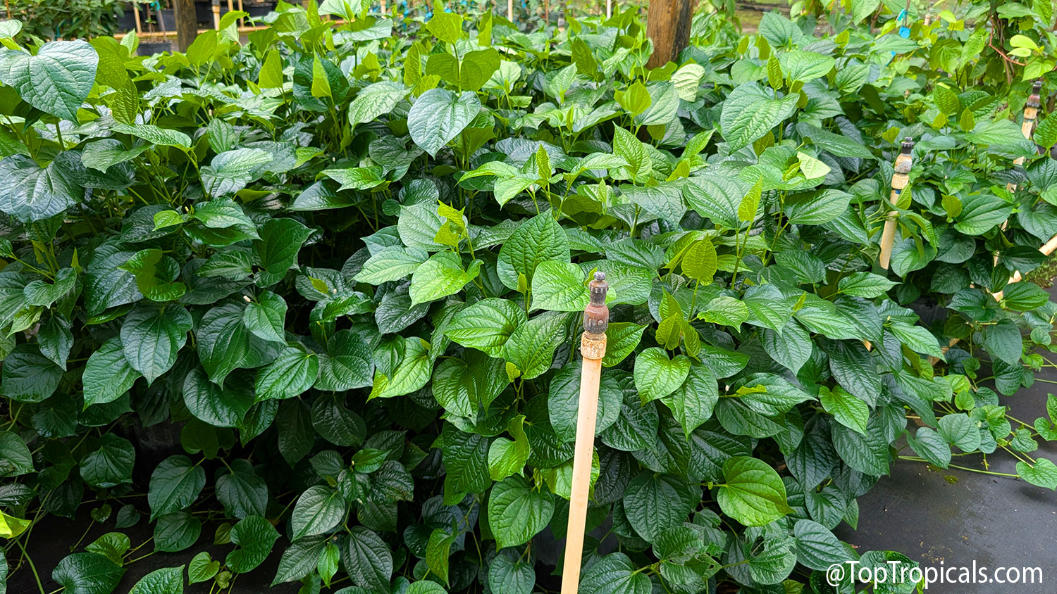Healthy  Piper  sarmentosum  (Vietnamese  pepper,  Lalot)  plants  with  lush 
 green  edible  leaves  growing  at  Top 
 Tropicals.