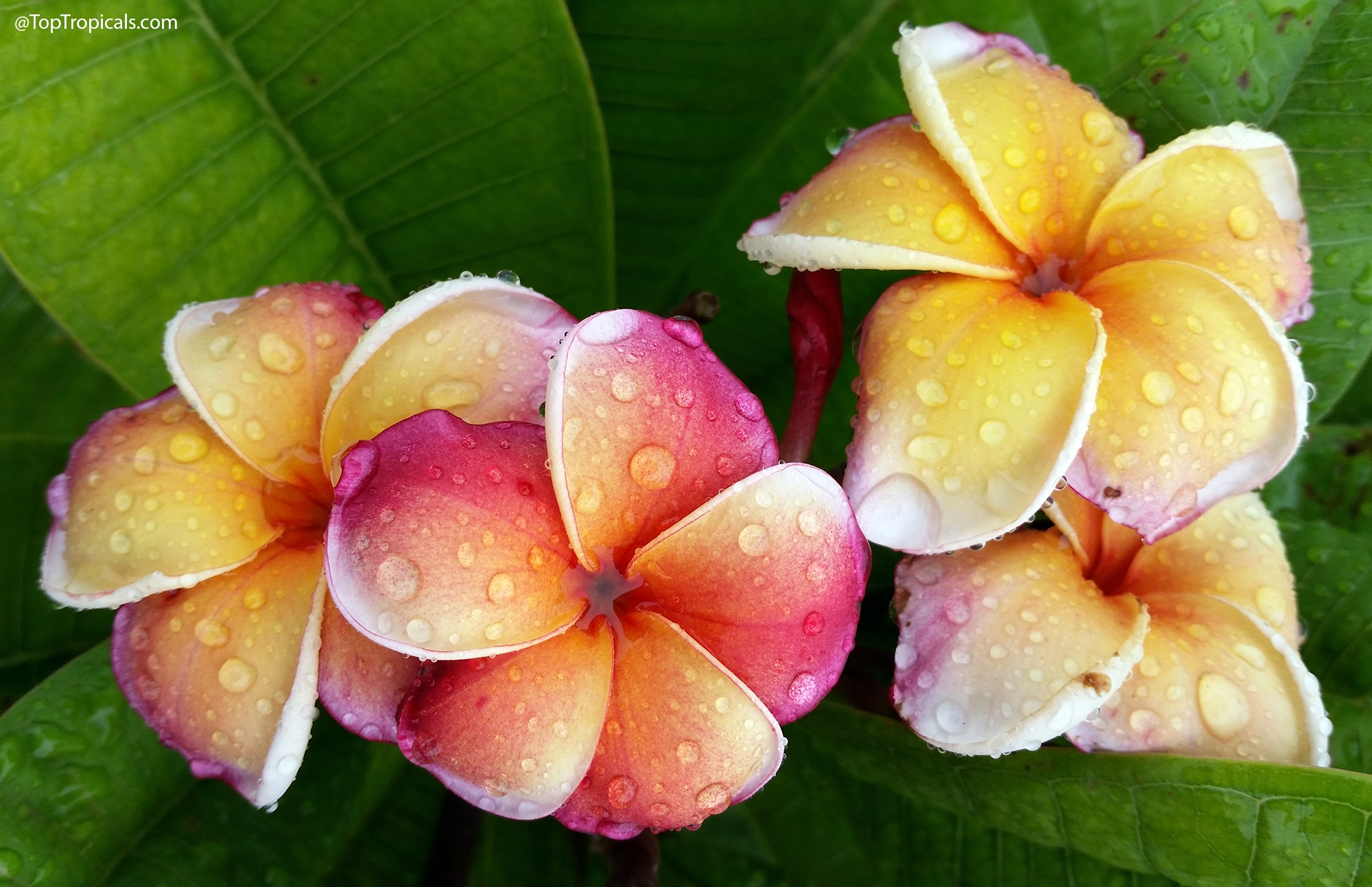 Plumeria Orange KLS stands out with a rare mix of five colors - peach,
yellow, orange, white, and crimson - all blending into one vivid bloom.
Fragrant and eye-catching, it’s a truly unique plumeria.