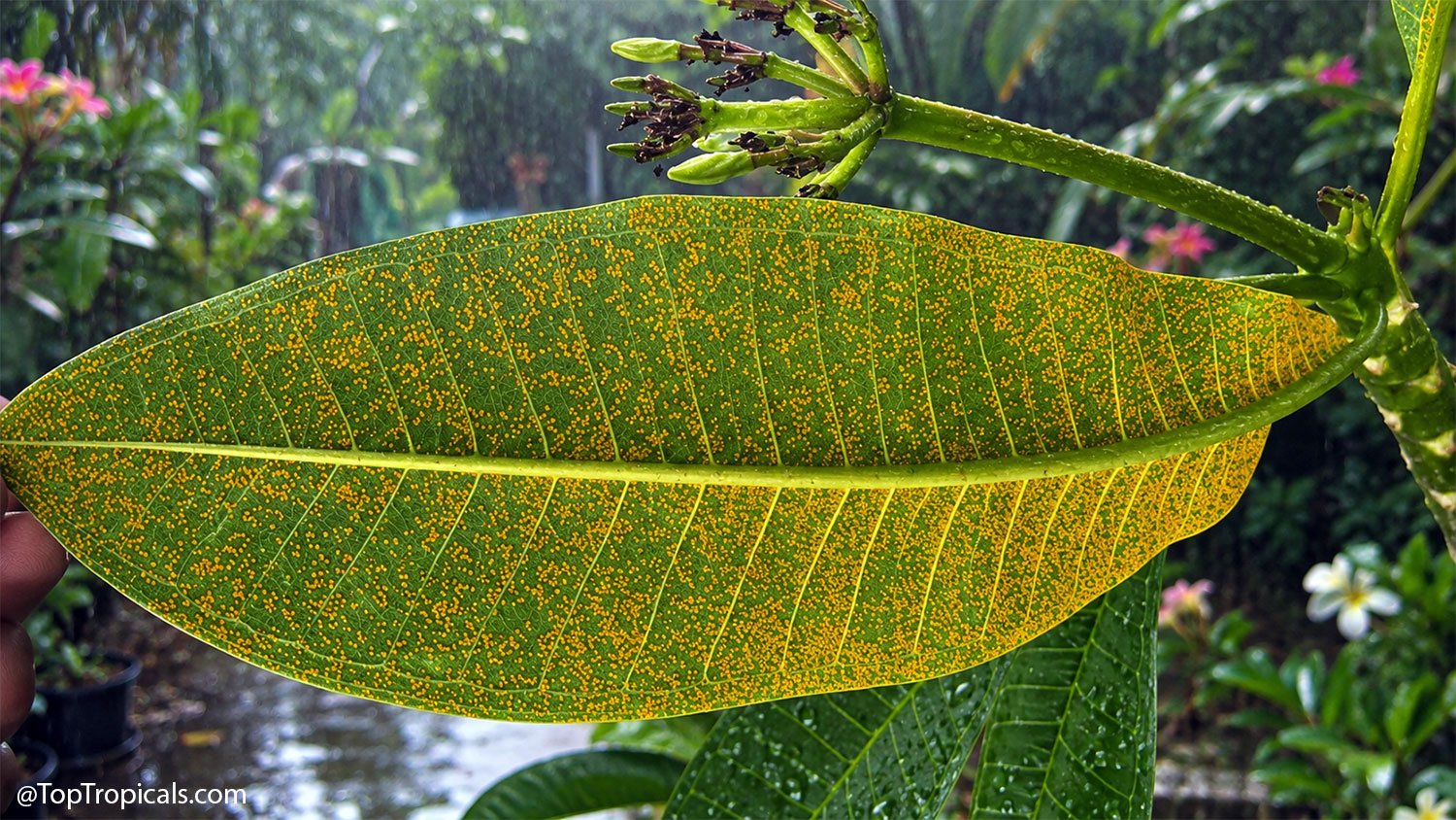 Close-up  of  the  underside  of  a  plumeria  leaf  covered  with  bright  orange
    plumeria  rust  spores  during  rainy  weather,  with  a  lush  tropical  garden 
 blurred  in  the 
 background.