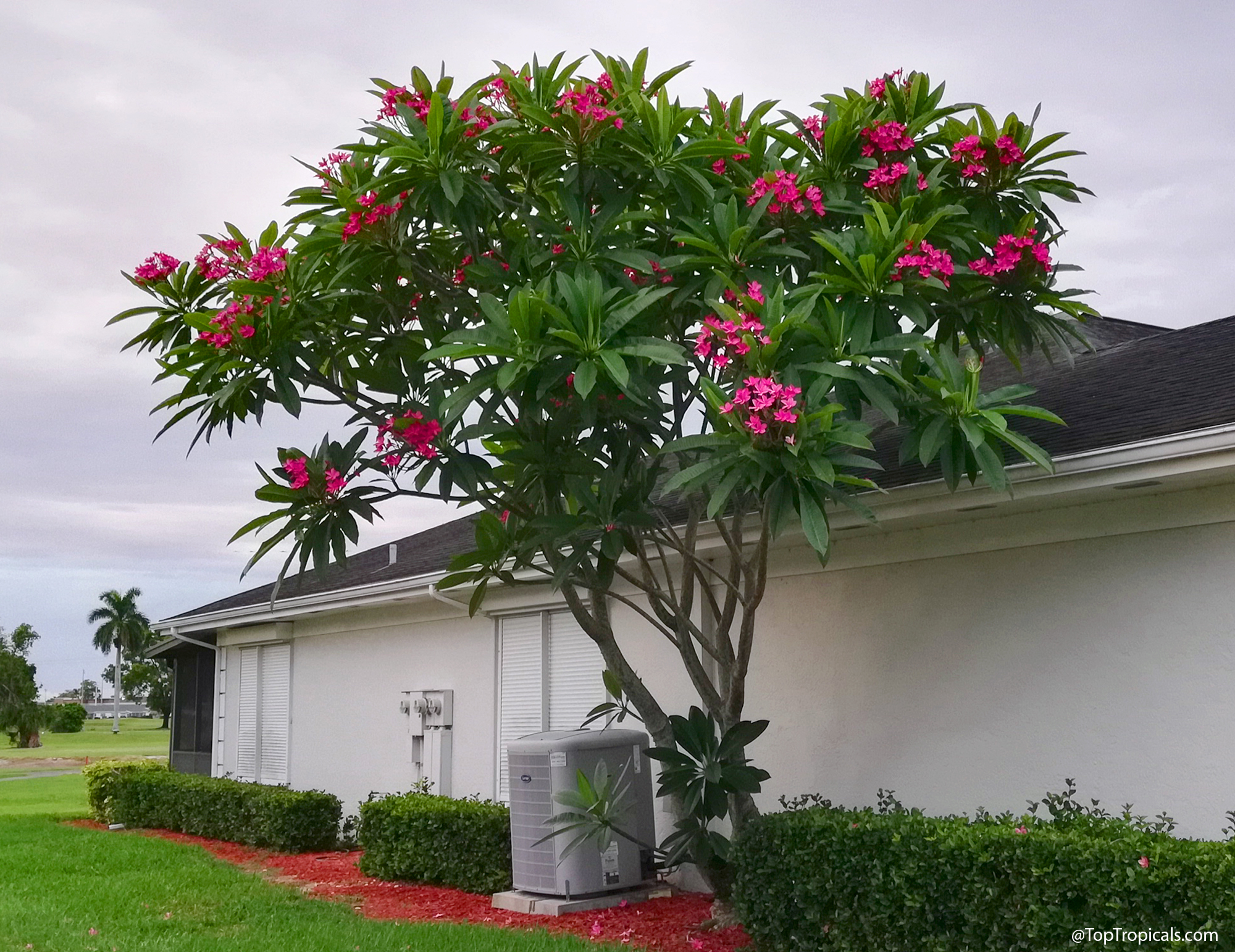 red plumeria tree full bloom pink red flowers in residential yard
tropical flowering tree
