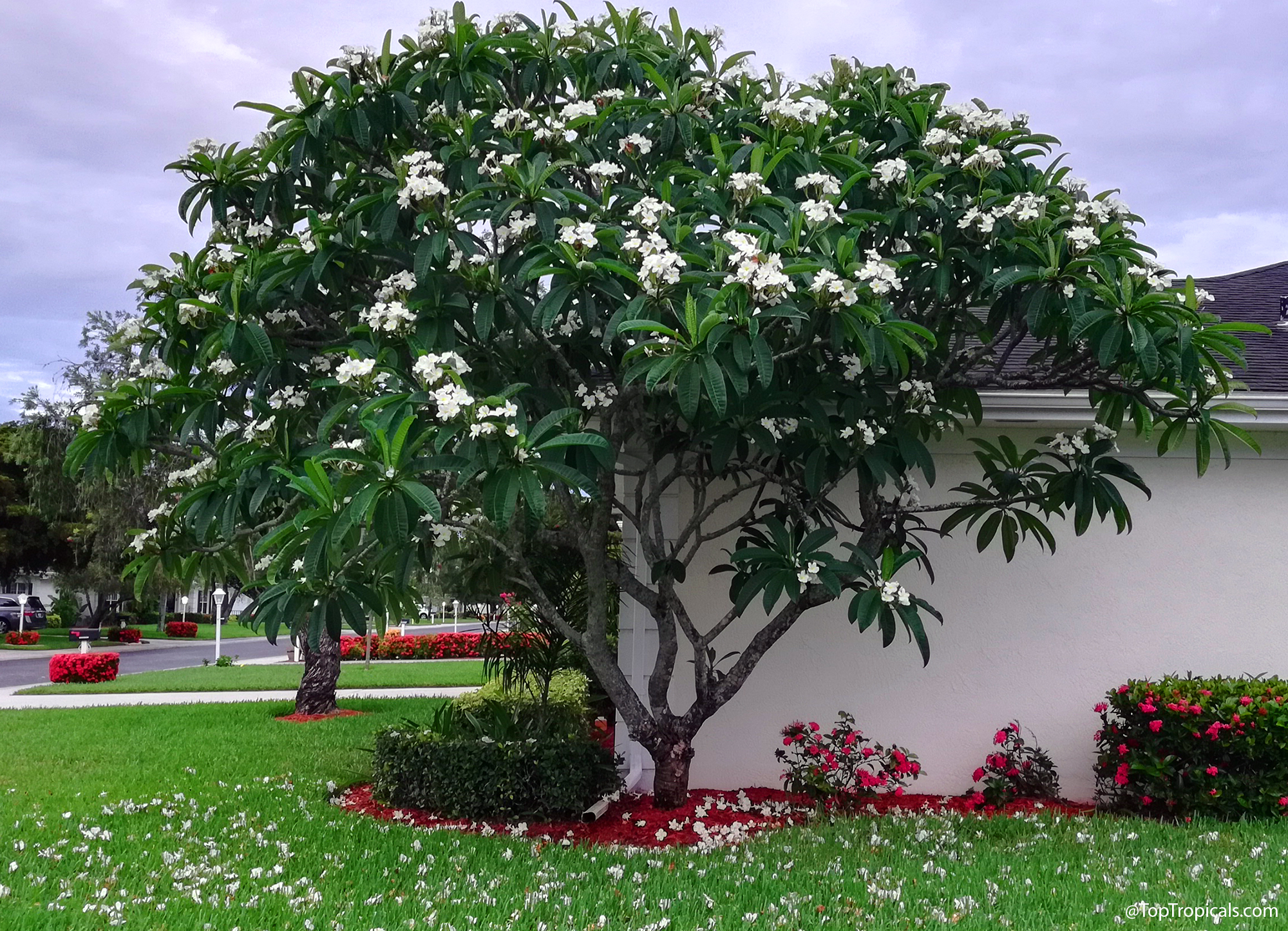 white plumeria tree full bloom in yard with green leaves and fallen
flowers on
grass