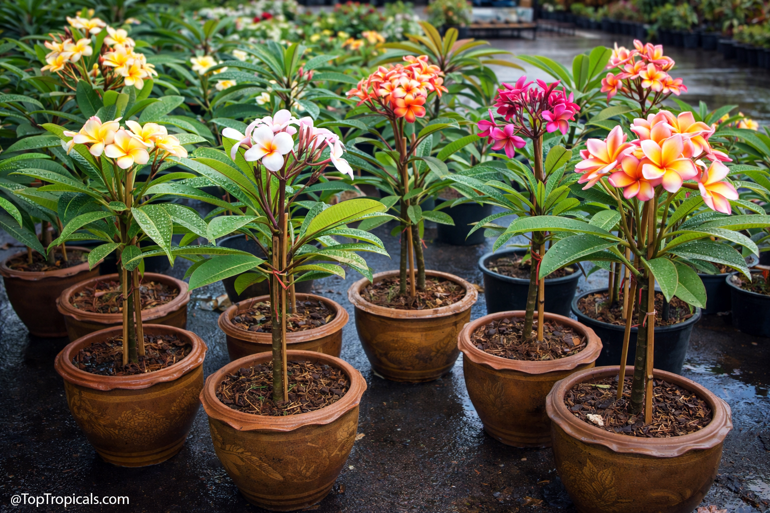 Blooming plumeria plants in multiple pots with colorful flowers,
arranged outdoors in a nursery setting after rain.