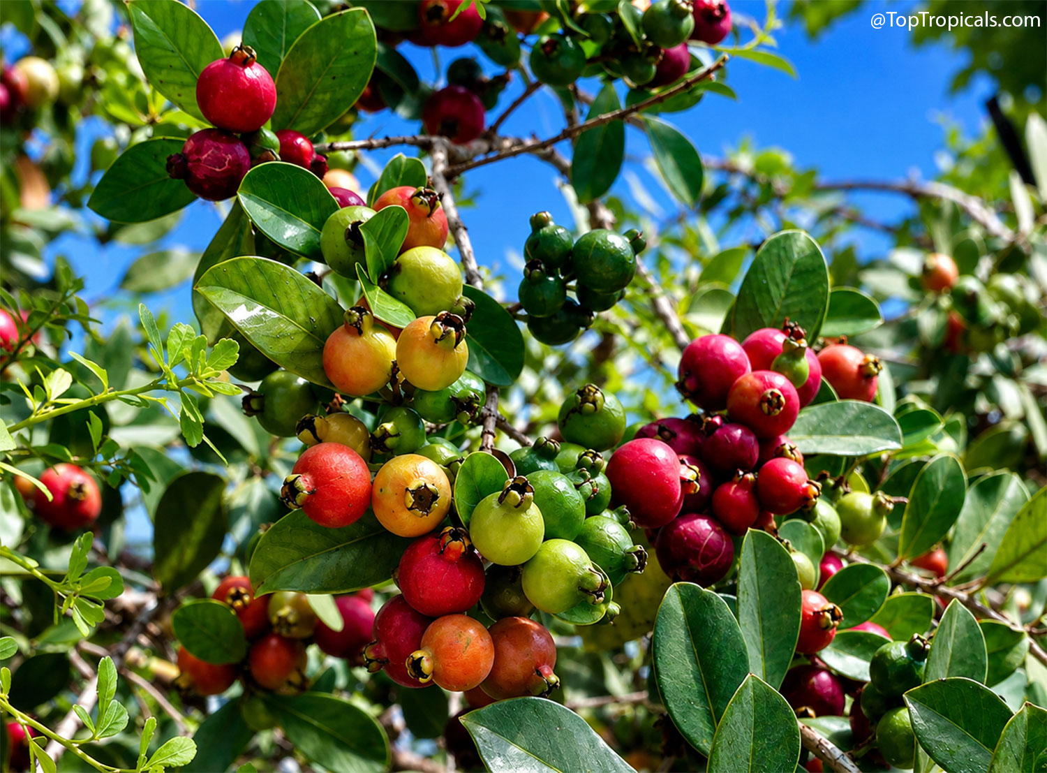 Close-up  of  a  strawberry  guava  branch  loaded  with  fruit  in  different 
 stages  of  ripening,  from  green  and  yellow  to  bright  pink-red.  Glossy 
 evergreen  leaves  surround  the  colorful  clusters  against  a  clear  blue 
 sky.