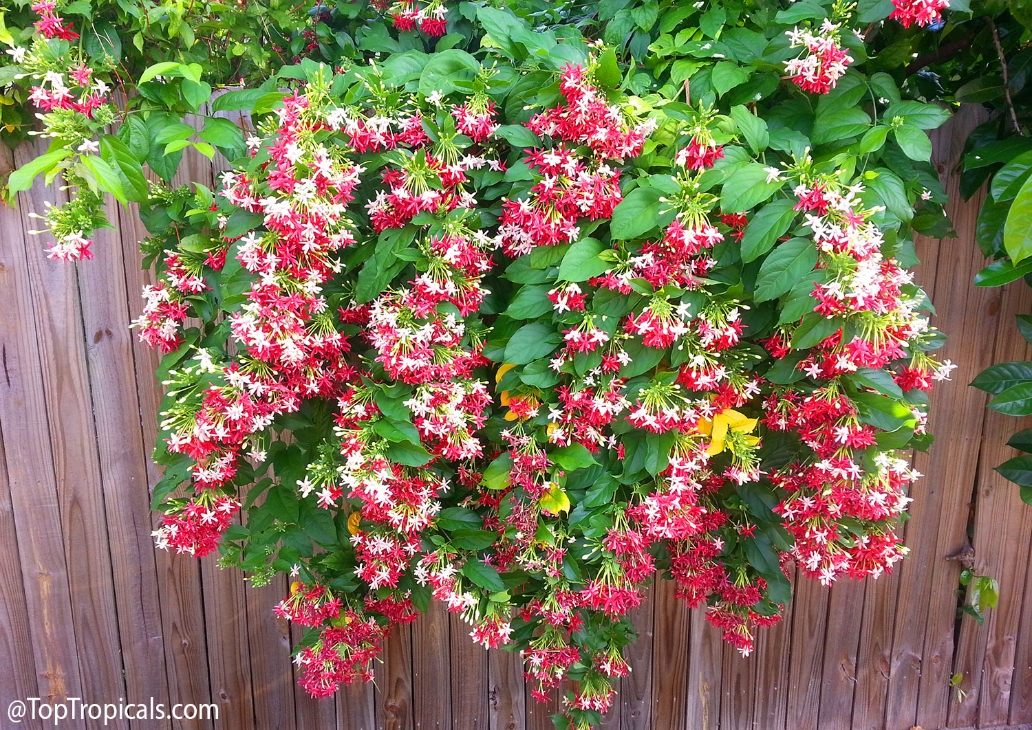 Rangoon  creeper  (Quisqualis  indica)  vine  cascading  over  a  wooden  fence,
    covered  with  abundant  clusters  of  white,  pink,  and  deep  red  flowers.
