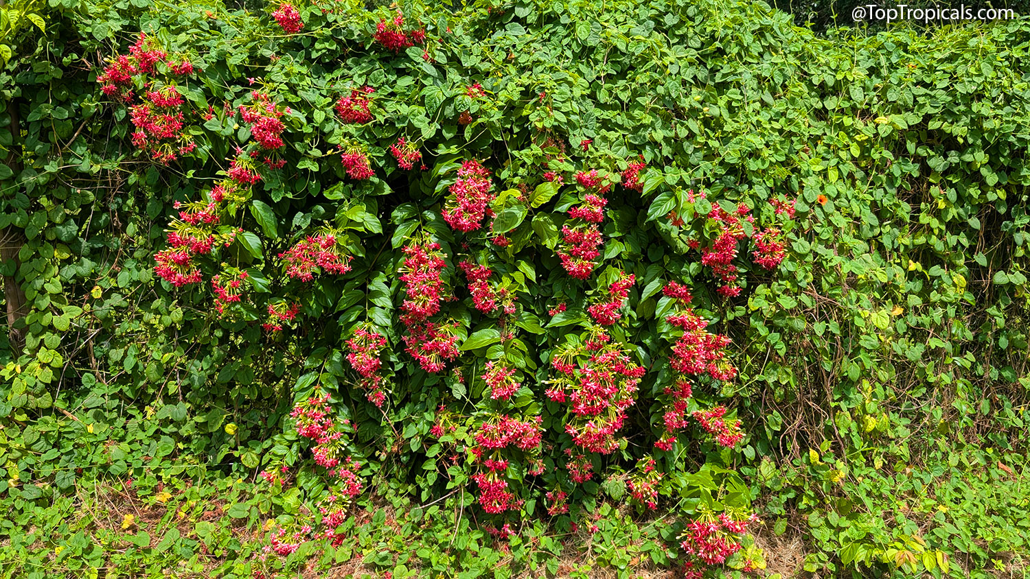 A  vigorous  Rangoon  Creeper  (Quisqualis  indica)  vine  cascading  over  a 
 dense  green  hedge,  covered  with  hundreds  of  fragrant  clusters  of  bright  red 
 flowers.  The  lush  foliage  and  profuse  bloom  create  a  spectacular  wall  of 
 color  in 
 midsummer.