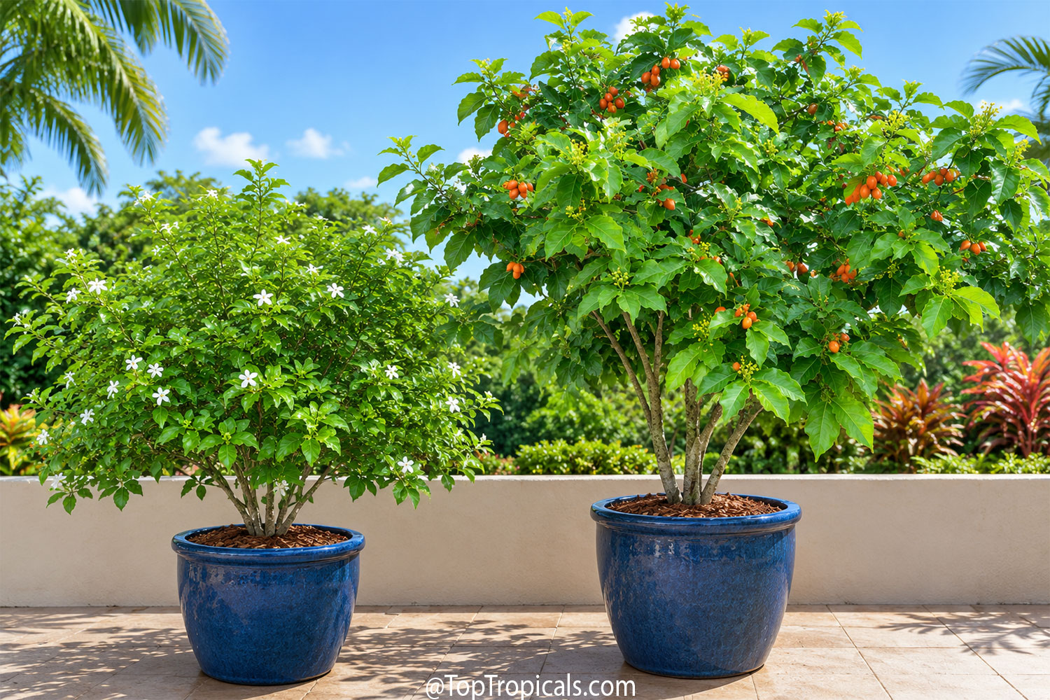 Potted Randia formosa (Blackberry Jam Fruit) with white flowers beside
a fruiting Peanut Butter Tree (Bunchosia argentea) on a sunny tropical
patio.