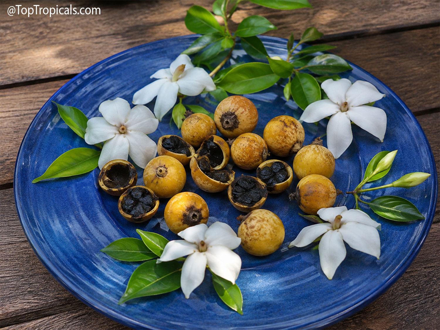 Yellow Randia formosa (Blackberry Jam Fruit) with several fruits cut
open to reveal dark, jam-like pulp, surrounded by white flowers and glossy
green leaves on a blue plate.