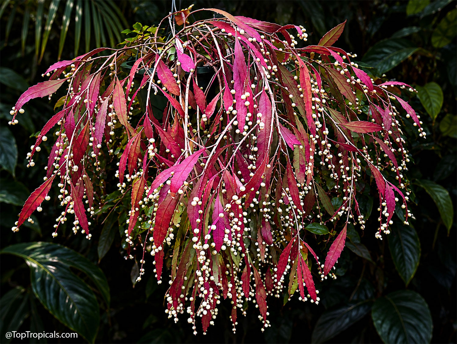 Rhipsalis  ramulosa  (Red  Jungle  Cactus)  cascading  from  a  hanging  basket,
   with  long,  ribbon-like  crimson  and  burgundy  stems  covered  in  tiny 
 pearl-white  berries  against  a  dark  tropical  foliage 
 background.