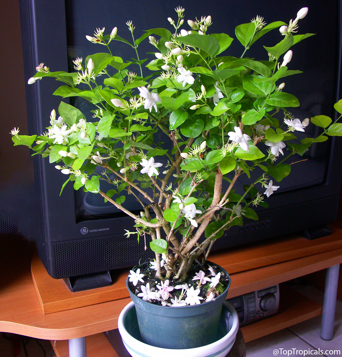 Jasmine  Sambac  Maid  of  Orleans  blooming  indoors  in  a  container  with 
 


numerous  white  star-shaped  flowers  and  glossy  green 
 


leaves.