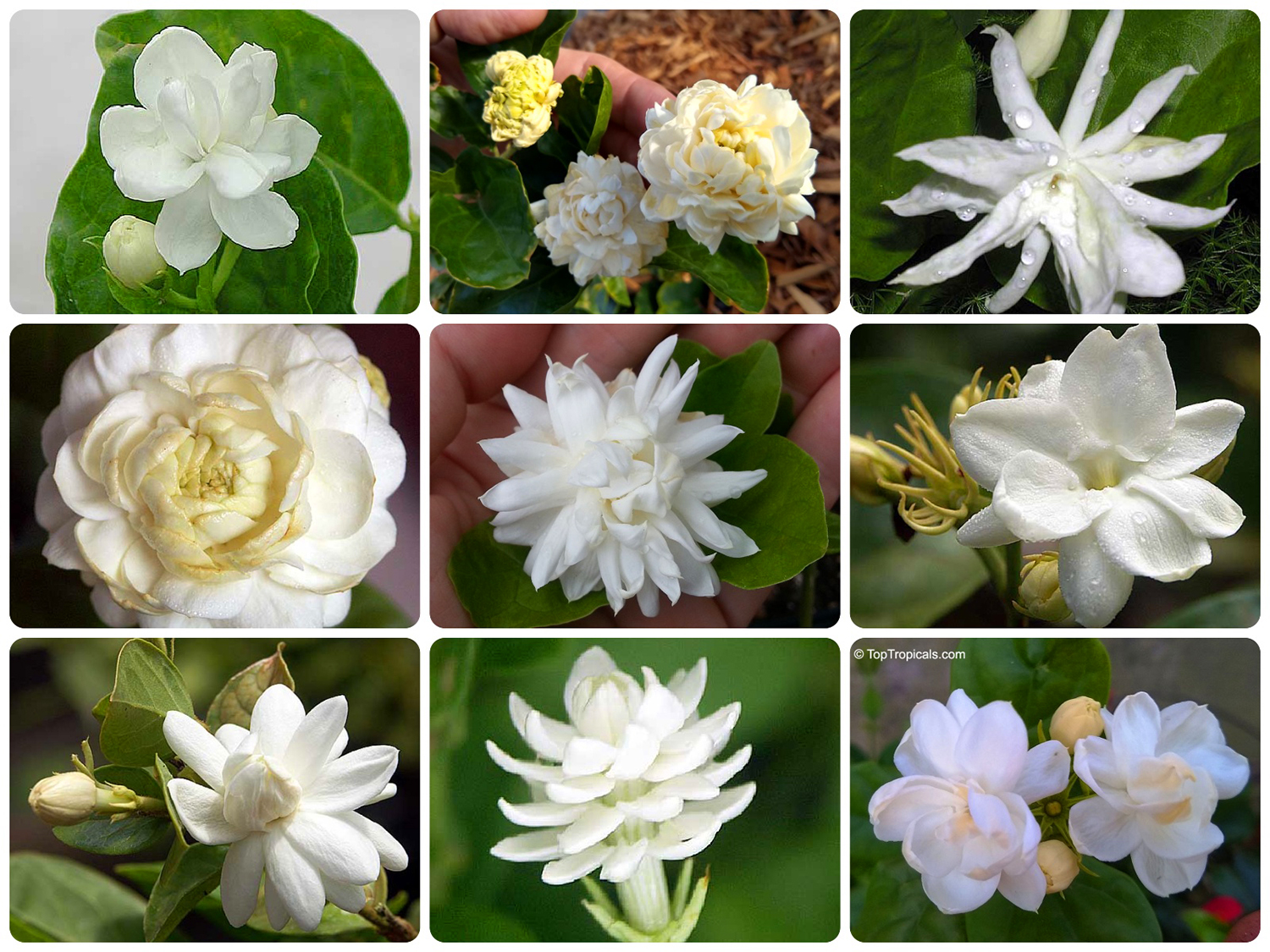 Jasmine Sambac varieties collage showing single, double, and
multi-layered white fragrant flowers including Belle of India, Grand Duke,
Arabian Nights, and other
forms.