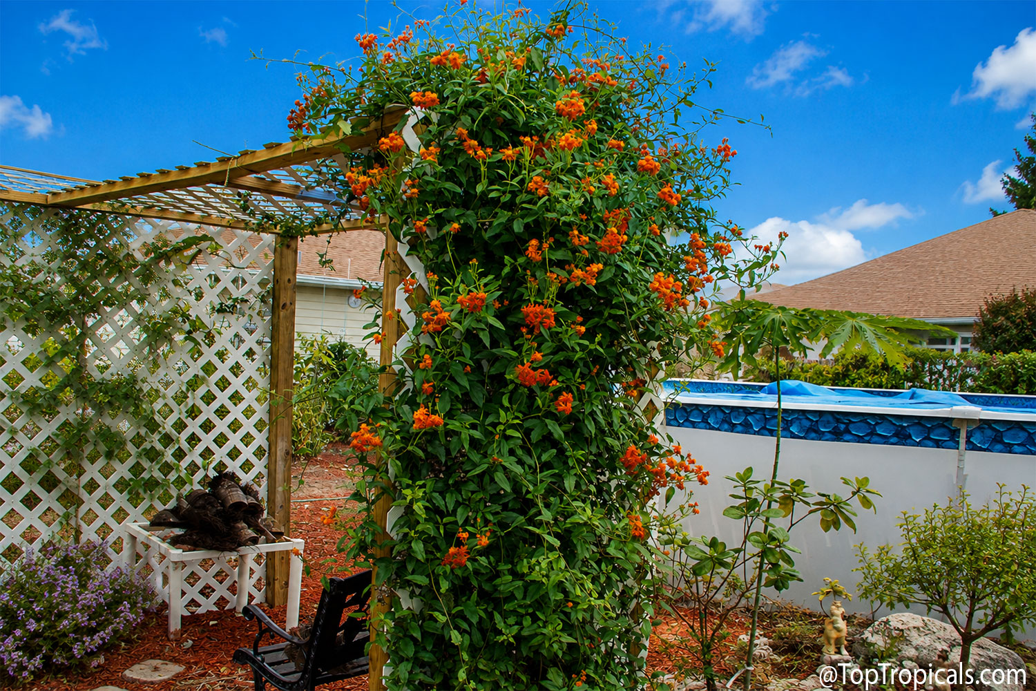 Mexican  flame  vine  (Senecio  confusus)  climbing  a  garden  pergola, 
 covered  with  clusters  of  bright  orange-red  flowers  and  dense  green  foliage.