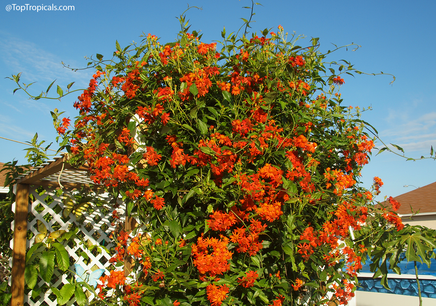 Large,  dense  Senecio  confusus  (Mexican  Flame  Vine)  covered  in  clusters 
 of  bright  red-orange  daisy-like  flowers  climbing  over  a  trellis  against  a 
 blue  sky.