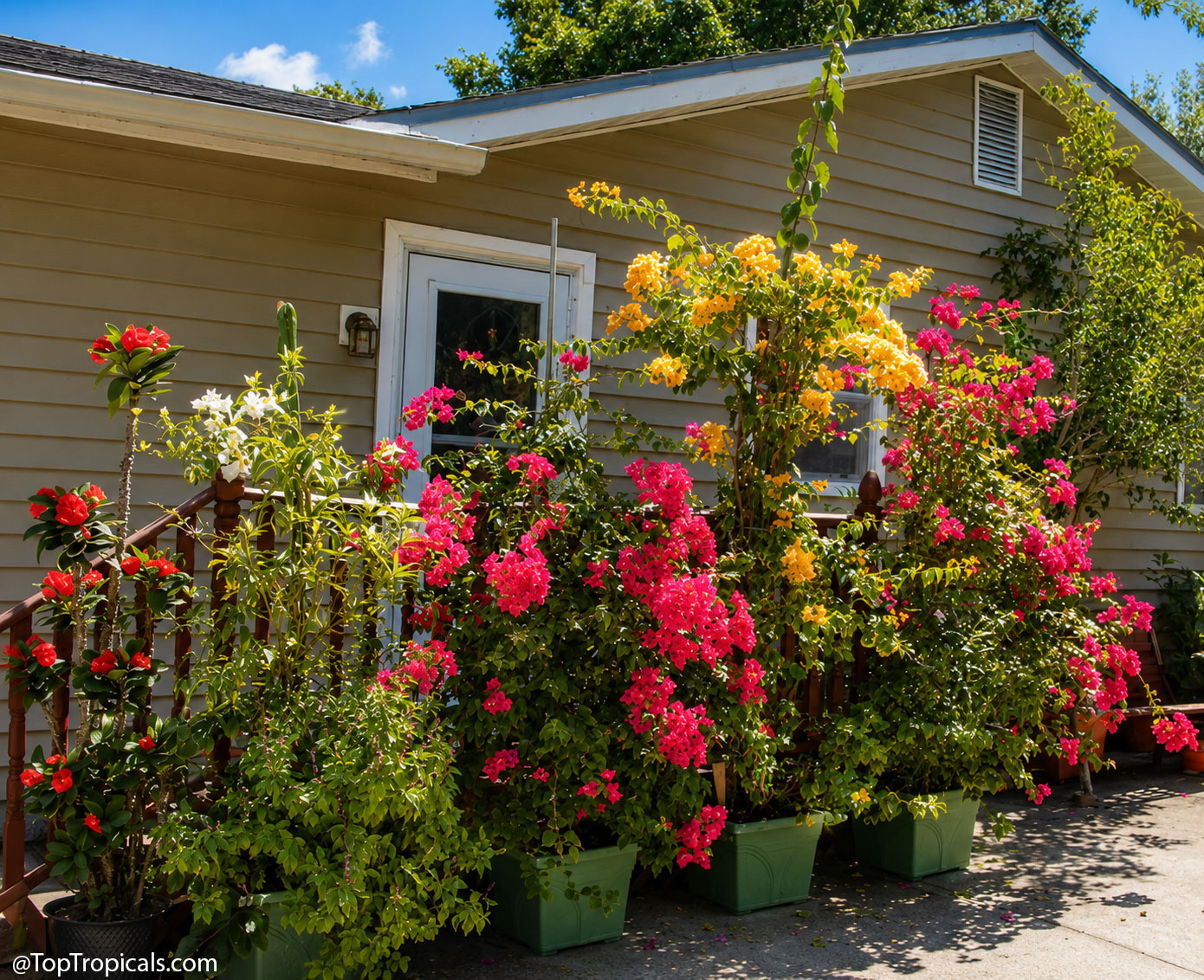 Colorful  container  garden  filled  with  bougainvilleas  and  tropical 
 flowering  plants,  showing  how  patios  and  entryways  can  become  vibrant 
 extensions  of  a  small 
 garden.