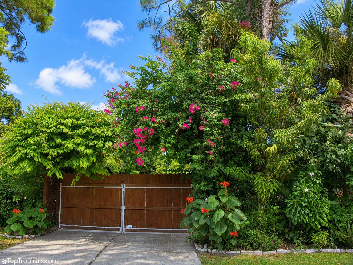 Entrance  gate  surrounded  by  densely  layered  tropical  fruit  trees, 
 palms,  flowering  bougainvillea,  and  lush  ornamental  plants  in  Amprai’s
    small 
 garden.