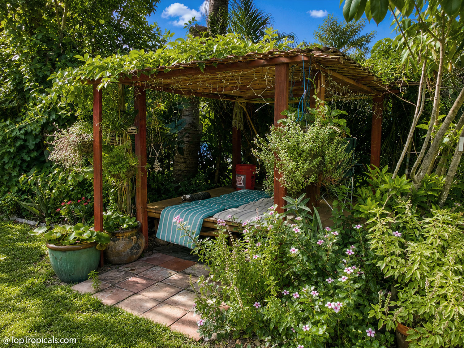 Cozy  pergola  surrounded  by  layered  tropical  plants,  with  climbing  vines
    overhead,  hanging  plants,  flowering  groundcovers,  and  trees  creating 
 multiple  growing  levels  in  a  small 
 backyard.