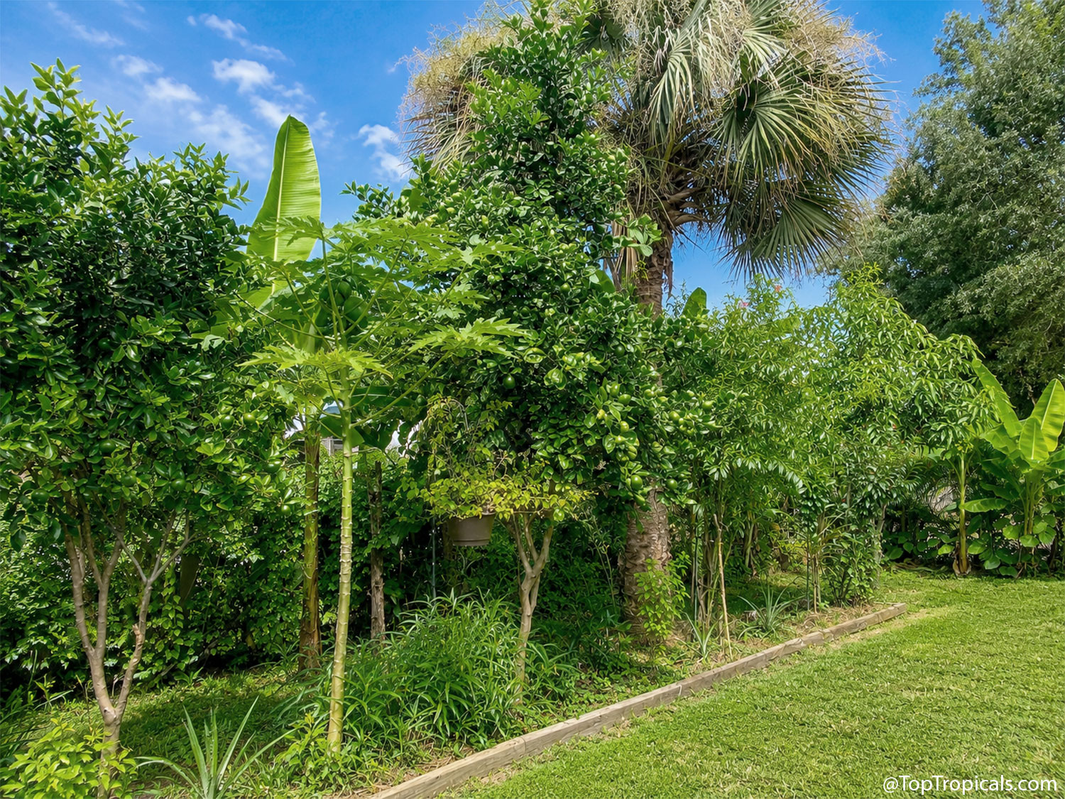 Tropical  fruit  trees  including  citrus,  papaya,  mangoes,  and  bananas 
 growing  closely  together  in  a  small  backyard  using  layered  planting  and 
 upright  branch 
 training.