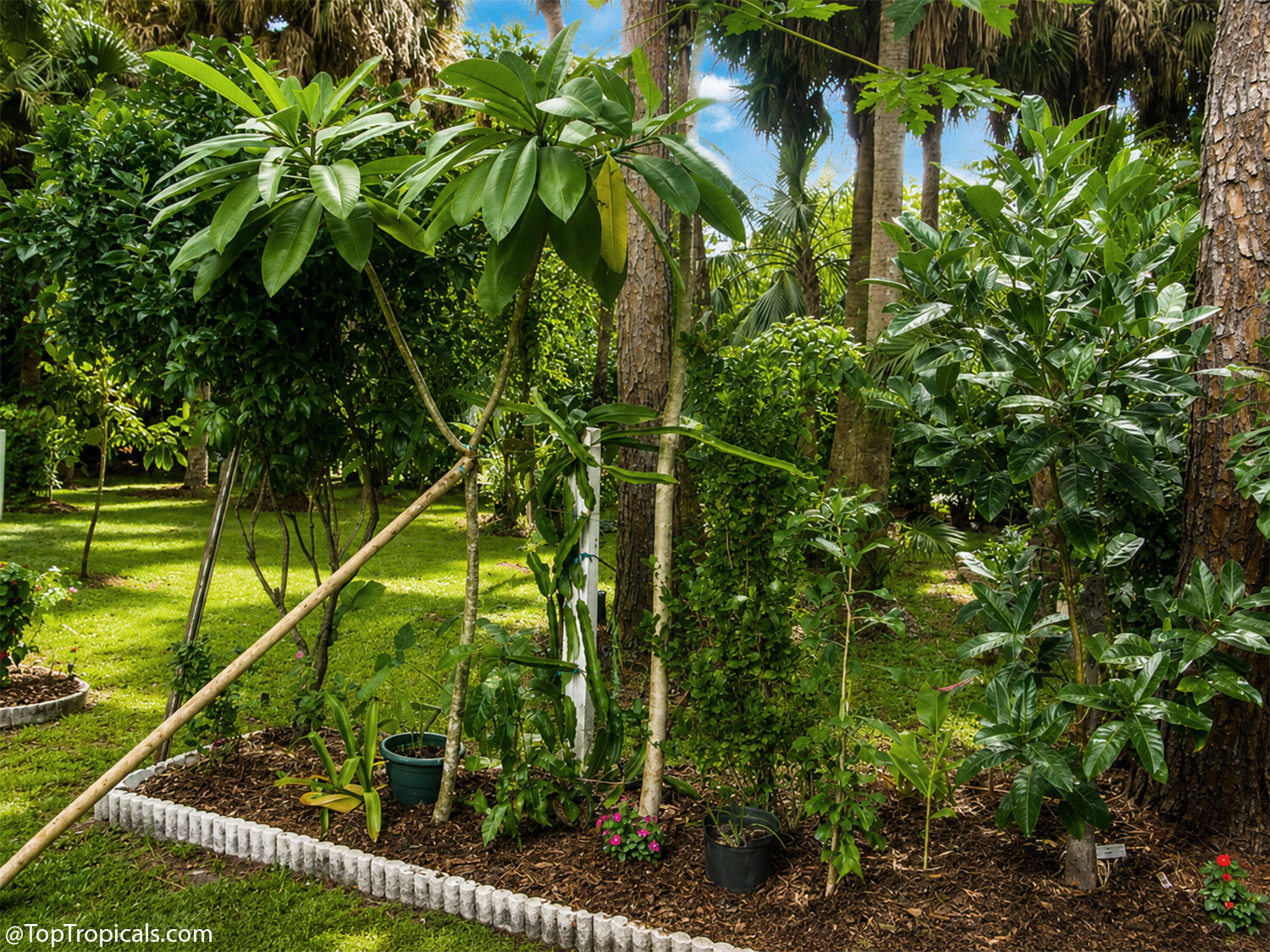 Young  tropical  trees  trained  upright  with  soft  supports,  creating  a 
 narrow  canopy  that  leaves  room  for  additional  plants  beneath  and  between 
 them.