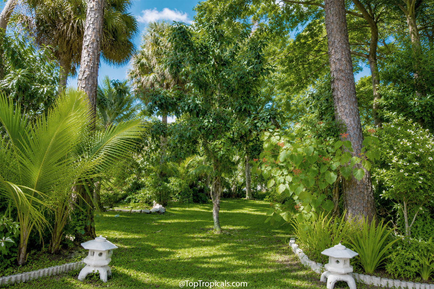 Well-maintained  tropical  garden  with  open  lawn,  accessible  pathways, 
 and  carefully  pruned  fruit  trees  and  palms  that  provide  shade  while  allowing
    light  and  airflow  throughout  the 
 landscape.