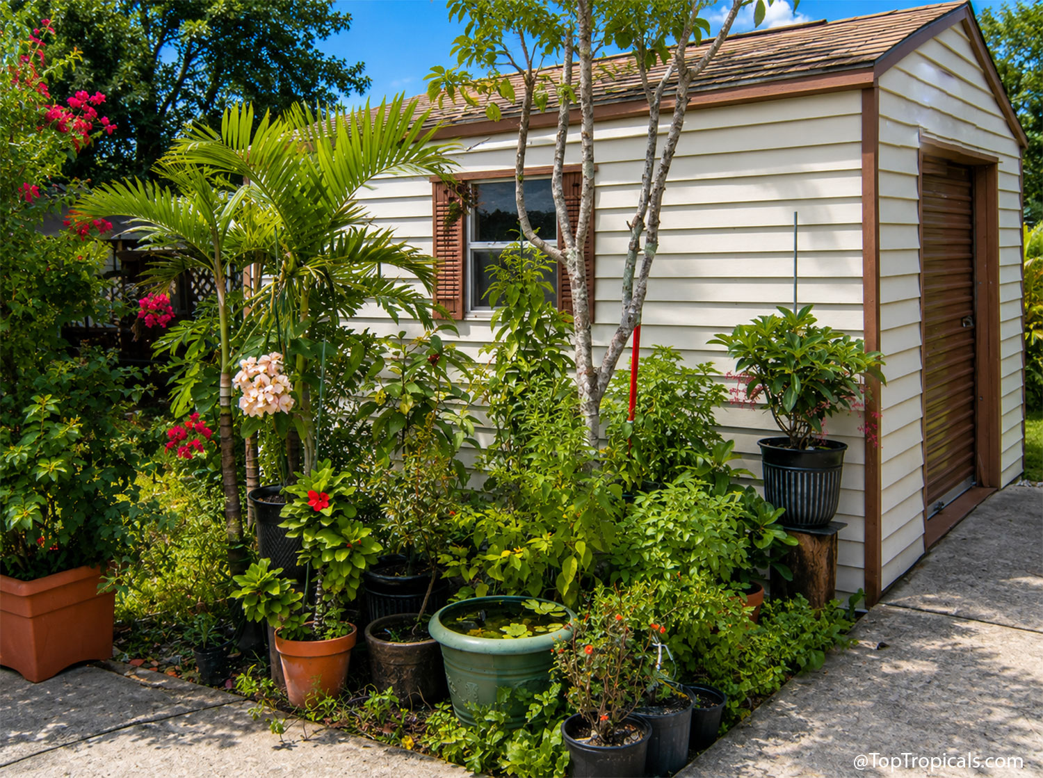 Collection  of  tropical  plants  and  fruit  trees  growing  in  containers 
 around  a  garden  shed,  showing  how  patios  and  paved  areas  can  become 
 productive  growing 
 space.