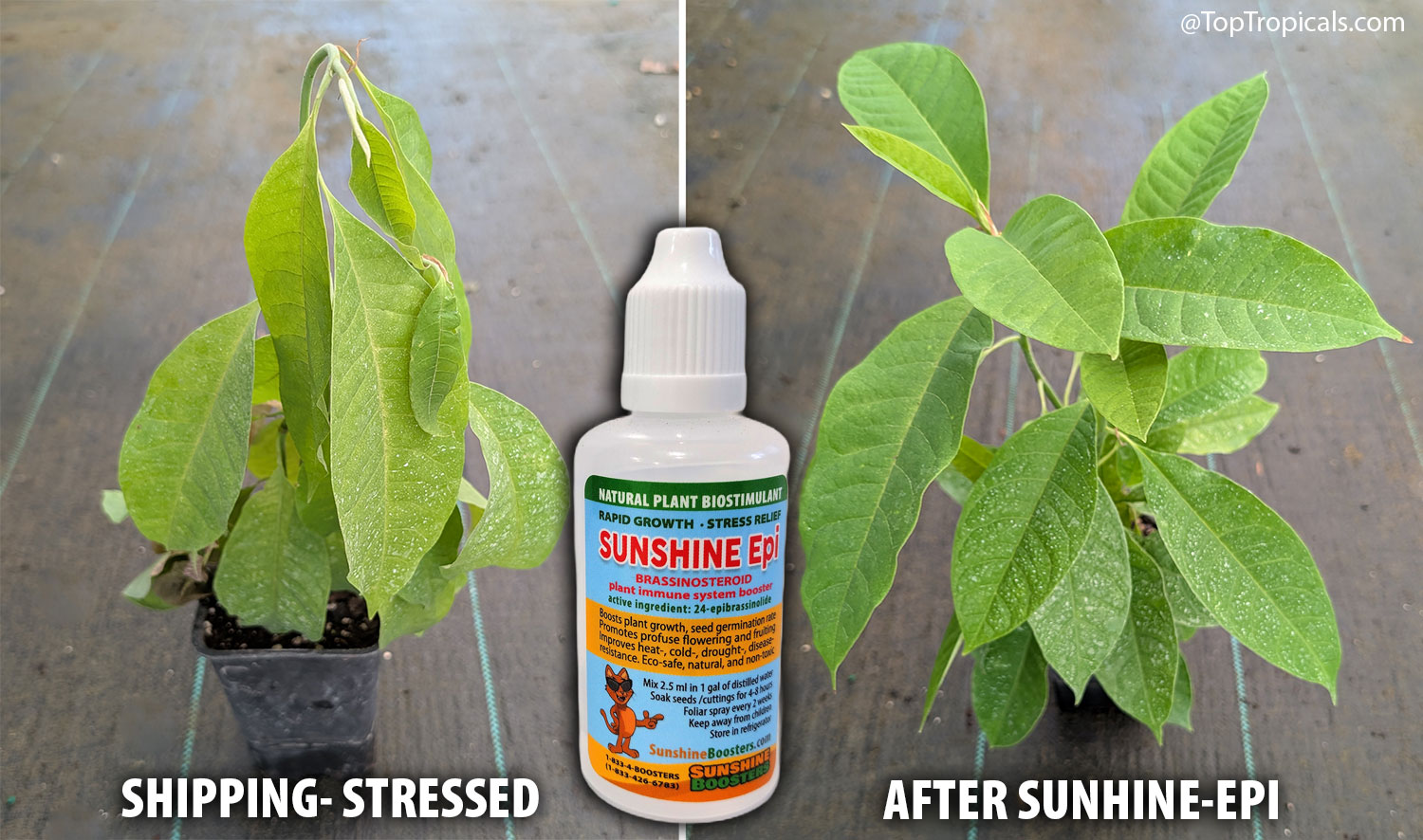 Side-by-side  comparison  of  a  shipping-stressed  plant  before  and  after 
 treatment  with  Sunshine  Epi.  The  plant  on  the  left  has  wilted,  drooping 
 leaves  immediately  after  shipping,  while  the  same  plant  on  the  right  has 
 recovered  with  upright  stems,  firm  green  foliage,  and  healthy  new  growth 
 following  treatment  with  Sunshine  Epi 
 biostimulant.