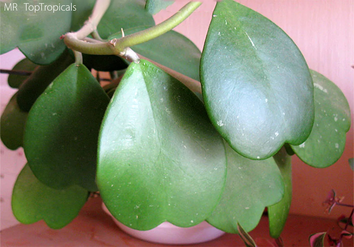 Valentine Sweetheart Hoya Plant