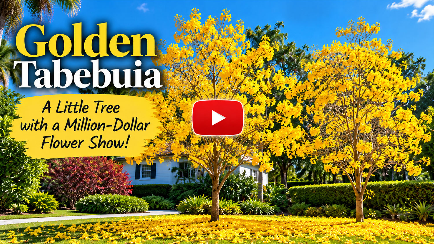 YouTube  video  cover  featuring  two  Golden  Tabebuia  (Handroanthus 
 chrysotrichus)  trees  covered  in  brilliant  yellow  flowers,  with  a  golden 
 carpet  of  fallen  petals  beneath  them.  Text  reads:  Golden  Tabebuia  –  A 
 Little  Tree  with  a  Million-Dollar  Flower 
 Show!