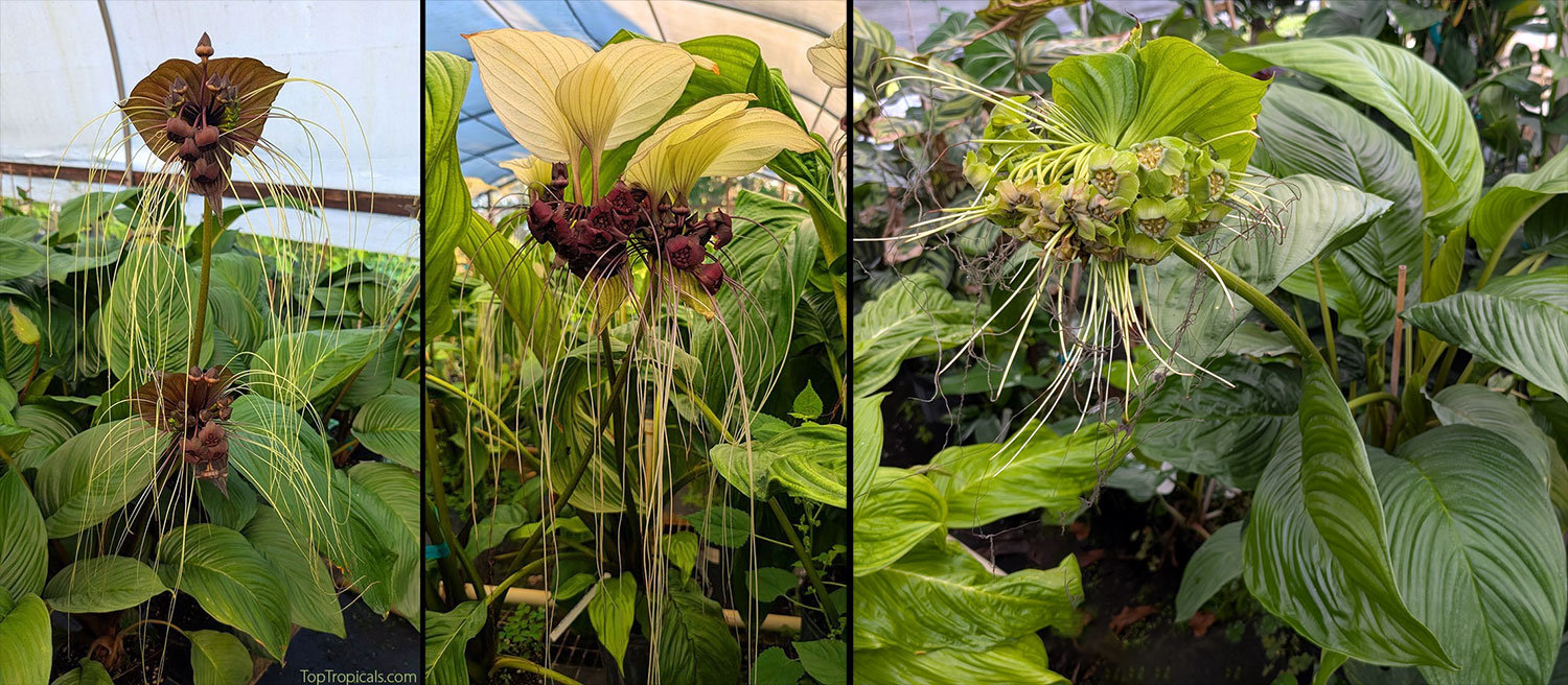 Collage  of  three  tropical  Tacca  Bat  Flowers  in  black,  white,  and  green,
   displaying  unusual  wing-shaped  bracts,  intricate  flower  clusters,  and  long,
   dangling  whiskers  against  lush  tropical 
 foliage.