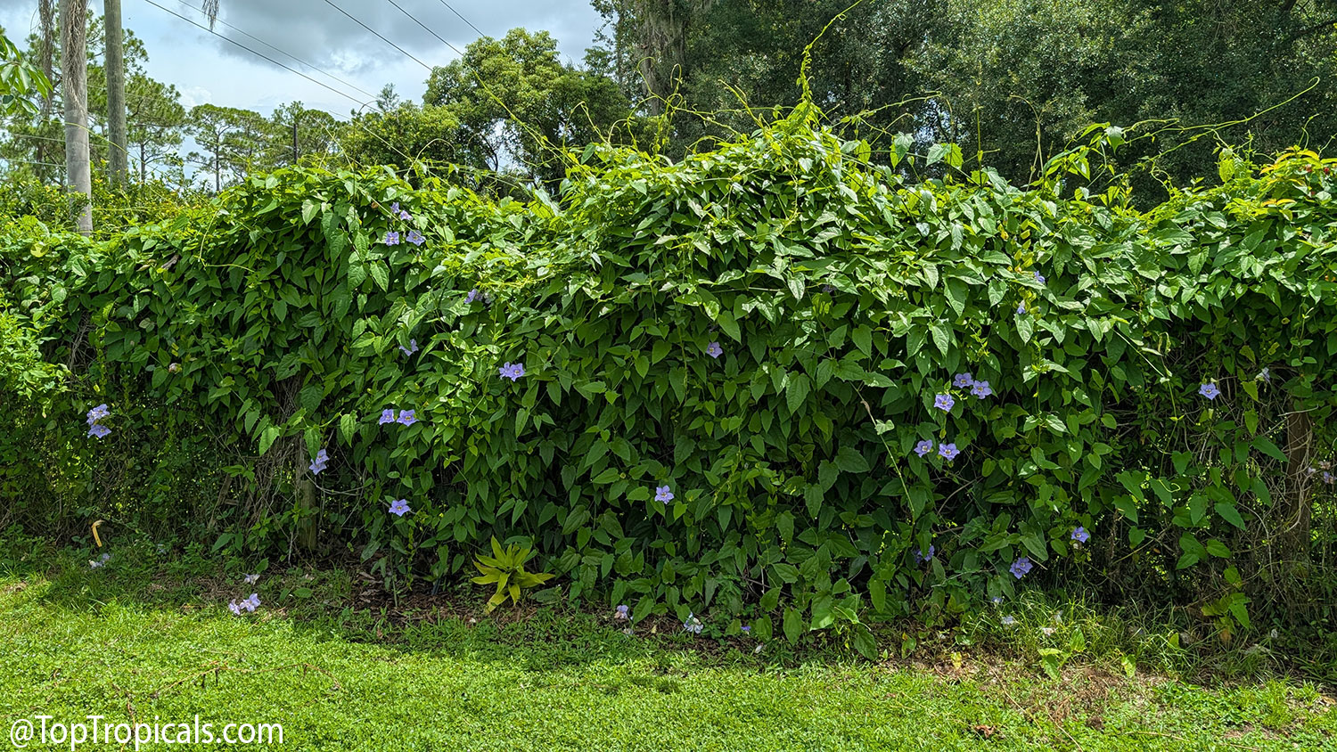 Vigorous  Thunbergia  laurifolia  vine  covering  a  fence,  with  dense  green 
 foliage,  long  wandering  shoots,  and  lavender-blue 
 flowers.