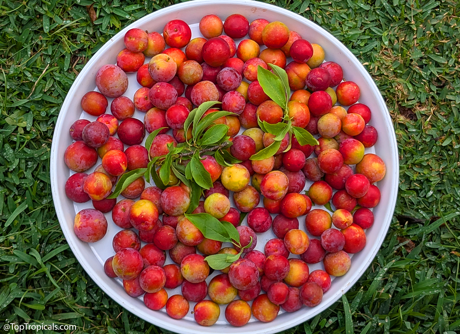 Tray  filled  with  freshly  harvested  tropical  plums  in  shades  of  red, 
 orange,  and  yellow  resting  on  green  grass,  with  a  few  leafy  branches  placed 
 on  top  of  the 
 fruit.