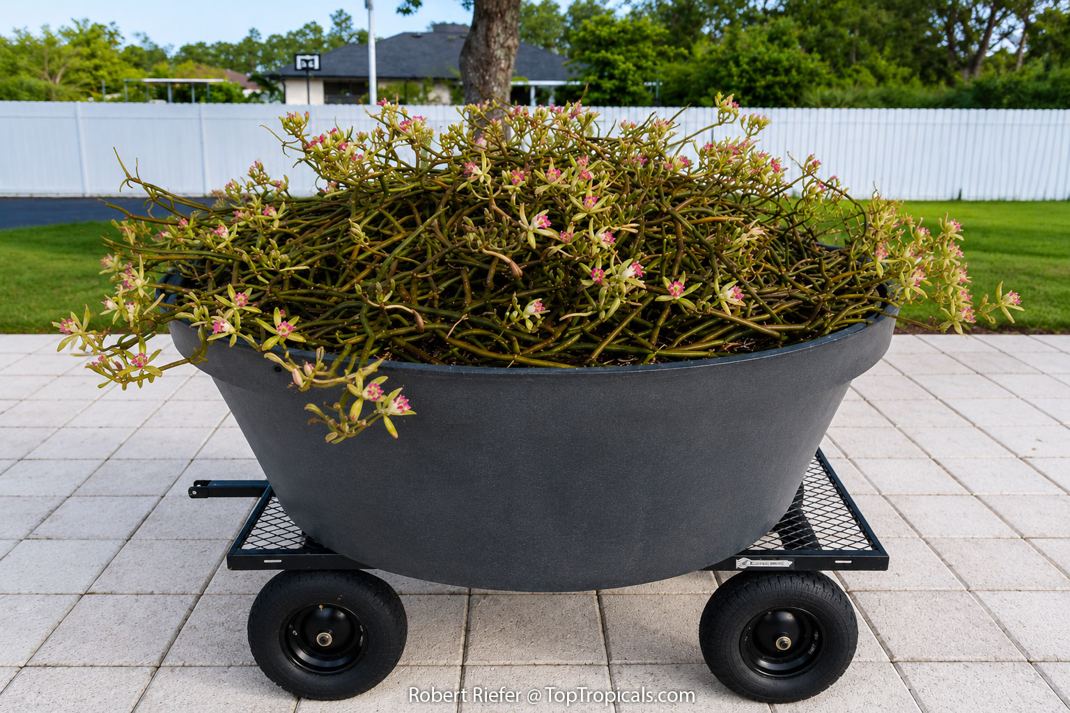 The  Vanilla  dilloniana  mother  plant,  Intelligent  Design,  growing  in  a 
 massive  250-gallon  container  on  wheels,  with  thousands  of  leafless  green 
 stems  forming  a  dense  mound  covered  in  small  orchid 
 flowers.