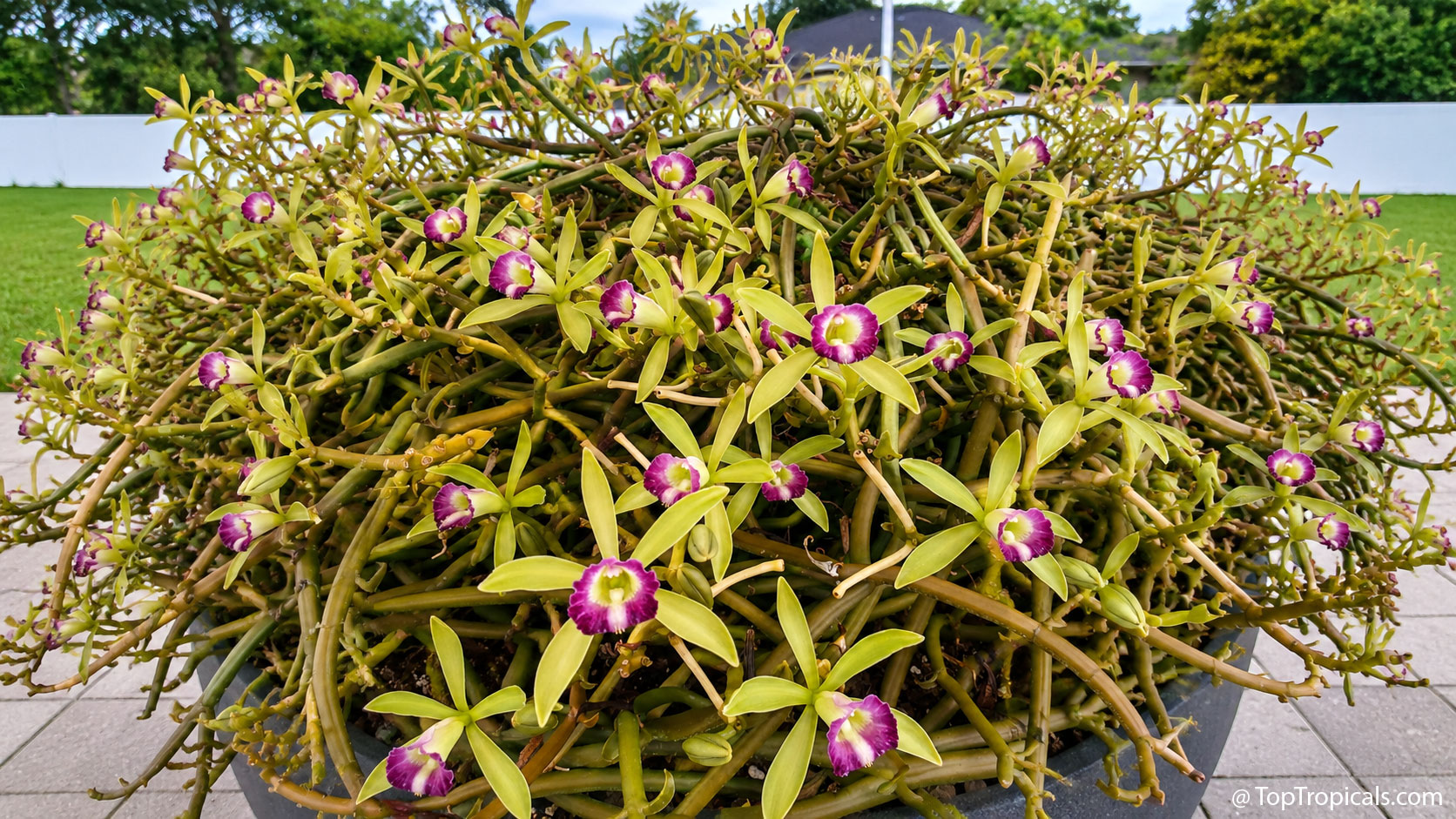 Close-up  of  the  Vanilla  dilloniana  mother  plant,  Intelligent  Design, 
 growing  in  a  100-gallon  container.  Hundreds  of  leafless  green  stems  weave 
 together  into  a  dense  mound  covered  with  pale  green  orchid  flowers  featuring
    vivid  purple  and  white 
 centers.