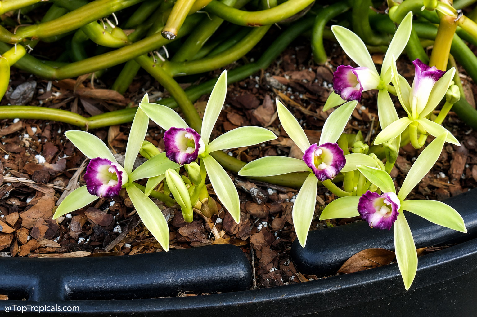 Close-up  of  Vanilla  dilloniana  flowers  blooming  along  the  edge  of  a 
 large  container,  showing  pale  green  star-shaped  petals  with  striking  purple 
 and  white  centers  against  a  tangle  of  leafless  green 
 vines.