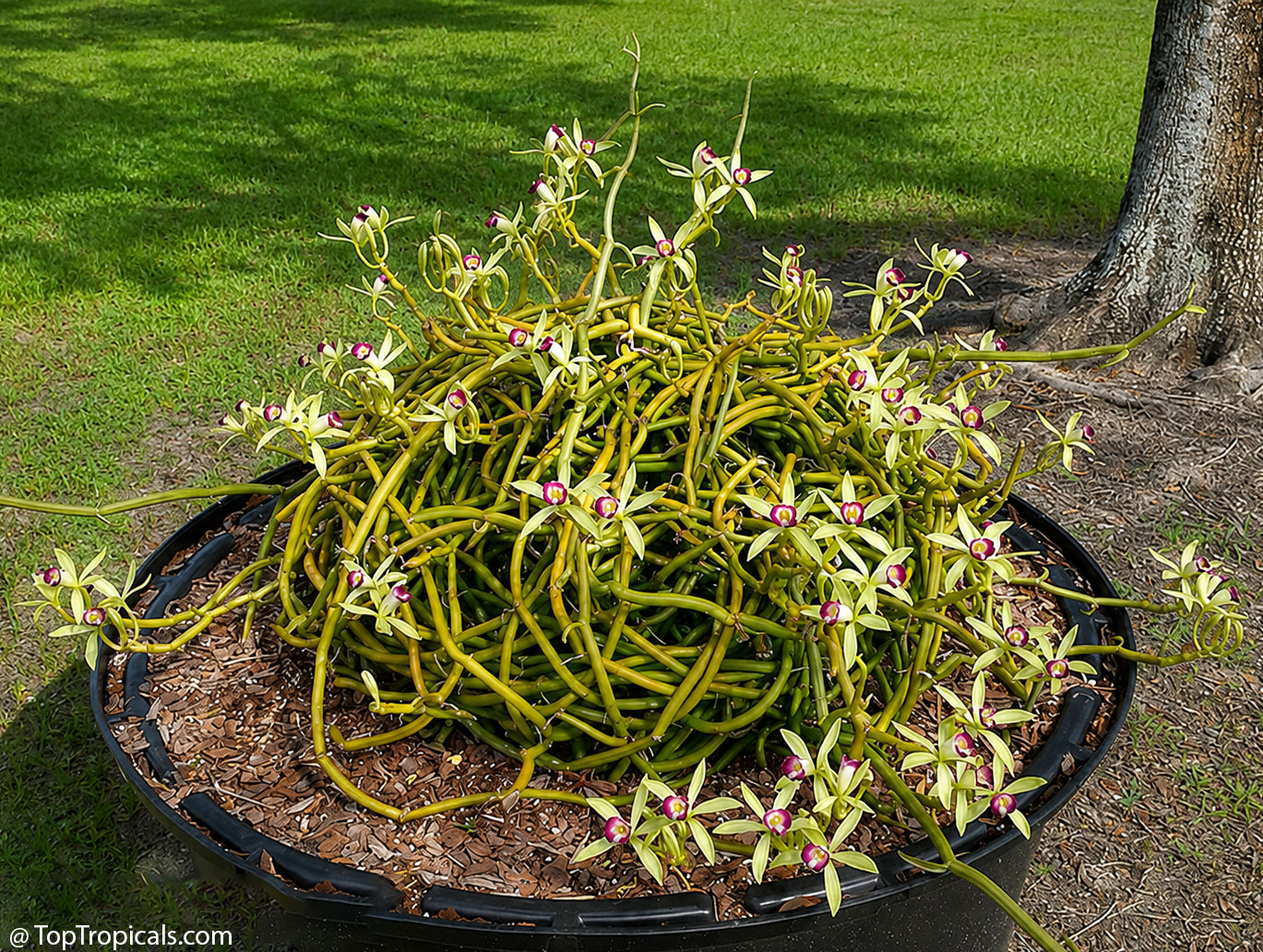 Large  specimen  of  Vanilla  dilloniana  growing  in  a  wide  container 
 beneath  a  tree,  with  a  dense  mass  of  leafless  green  vines  covered  in  unusual
    pale  green  flowers  with  purple 
 centers.