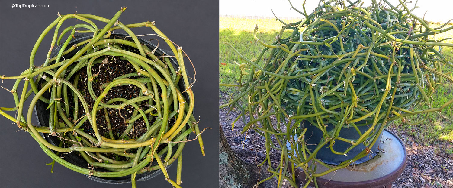 Side-by-side  comparison  of  a  young  Vanilla  dilloniana  in  a  7-gallon 
 pot.  The  left  image  shows  the  plant  beginning  to  wrap  around  the  container, 
 while  the  right  image  shows  the  same  plant  later  forming  a  dense  ball  of 
 leafless  green  vines  as  it  continues  its  characteristic  growth 
 habit.