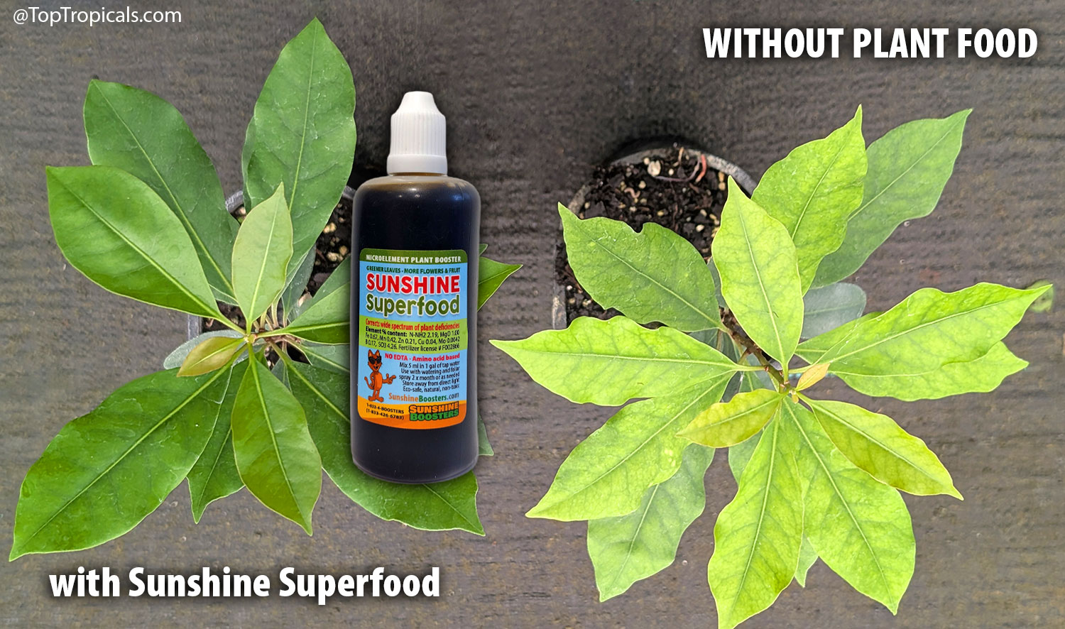 Side-by-side  comparison  of  two  young  Neea  psychotrioides  (Pigeon  Plum) 
 plants.  The  plant  on  the  left  has  deep  green,  healthy  foliage  after  regular 
 feeding  with  Sunshine  Robusta  and  Sunshine  Superfood,  while  the  untreated 
 plant  on  the  right  shows  pale  yellow-green  leaves  with  visible  nutrient 
 deficiency.