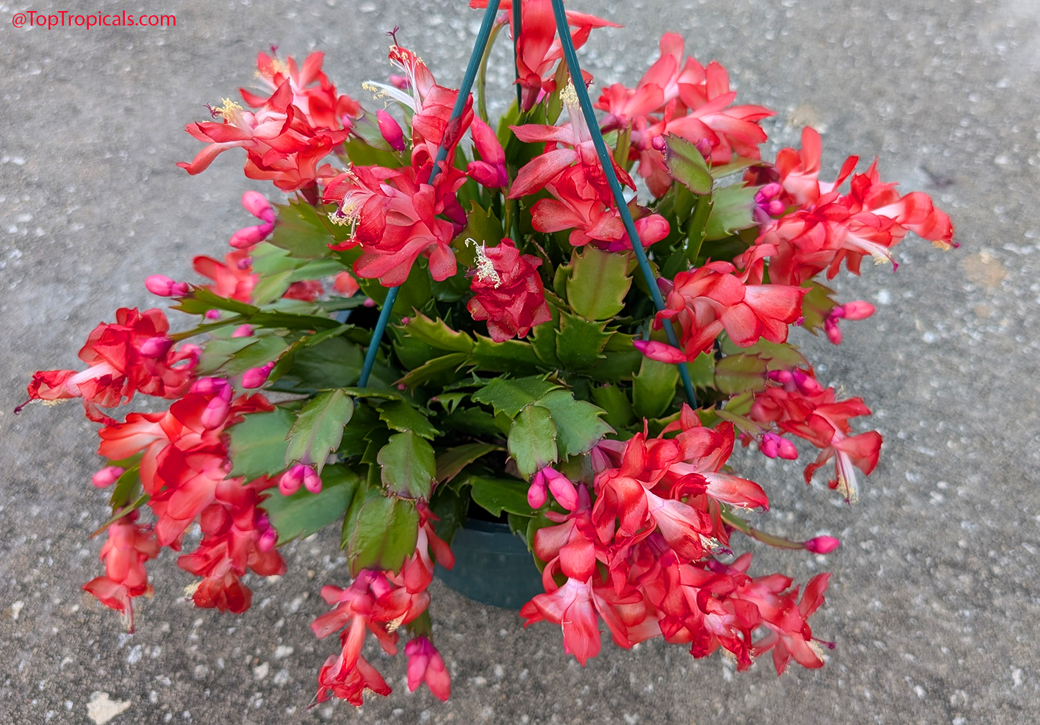 Schlumbergera  Christmas  cactus  with  abundant  red  blooms  after  feeding 
 


with  Sunshine  Megaflor  fertilizer