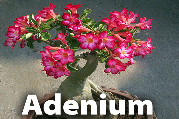 Desert roses (Adeniums)