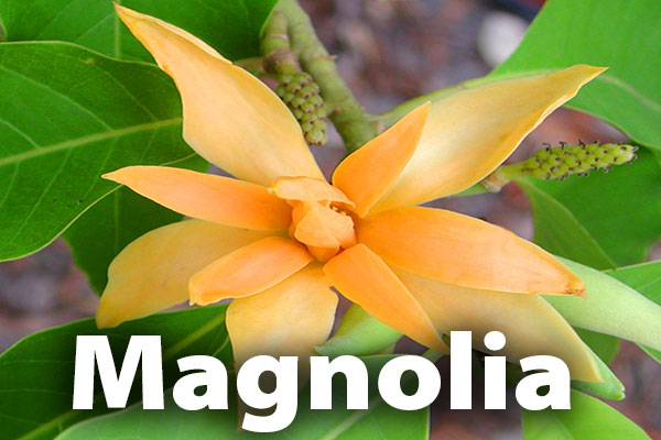 Tropical Magnolias