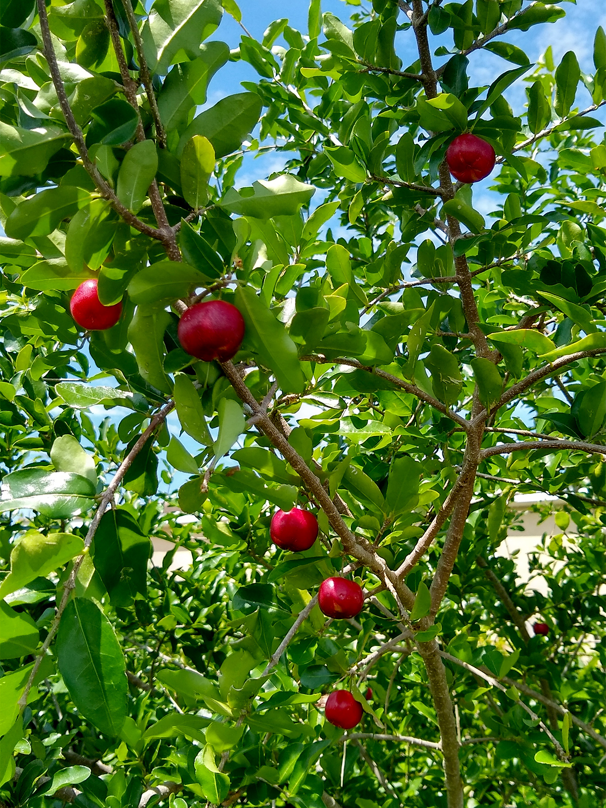 Barbados cherry fruits growing on a compact tropical shrub