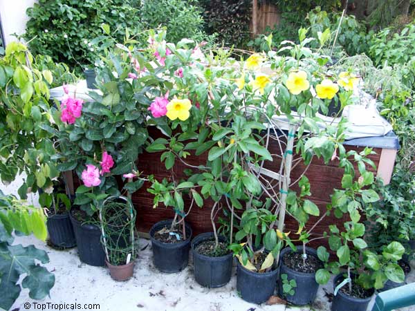 Growing exotic plants: a challenge or a stress relief? - TopTropicals.com