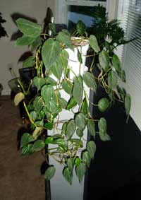 Philodendron scadens